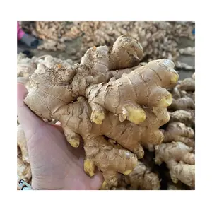 Wholesale Vietnamese Ginger Ginger With Good Quality New Export Fresh Ginger Plants Best Price From Vietnam 99 Gold Data