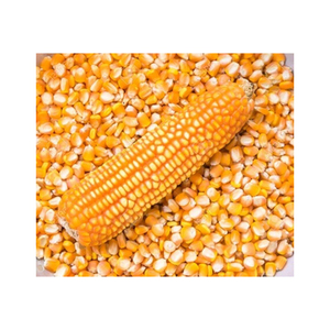 Nueva cosecha de maíz dulce, maíz amarillo a precios muy buenos - Product Image 1
