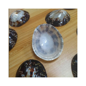 Concha de Caracol inspirada en el océano, concha de Lapa-artesanía natural para decoración hecha a mano, accesorios, creaciones artísticas elegantes para el hogar - Product Image 6