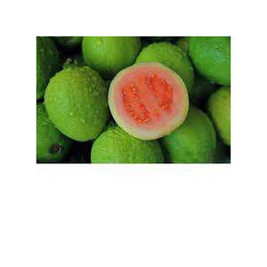 Organic farm grown <b>guava</b> <b>fresh</b> sweet aromatic fruit premium quality wholesale bulk export - Product Image 5