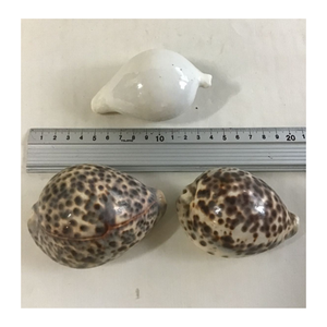 Cowrie Shell para arte y decoración en proyectos temáticos costeros por 99 Gold Data Vietnam Cowrie Shell Proveedor - Product Image 3