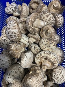 Khô Việt Sản phẩm bán sỉ Nấm cục nấm Shiitake nấm mua trong số lượng lớn nấm Shiitake nấm hương vị ngọt ngào - Product Image 4