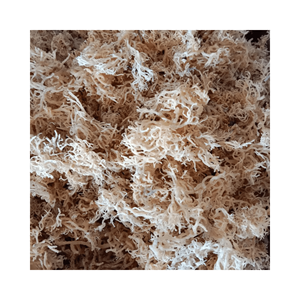 Wildcrafted Sea Moss - Irish Sea Moss - Dried Eucheuma Cottonii - Dried Eucheuma Cottonii <b>Seaweed</b> Authentic High Quality - Product Image 3