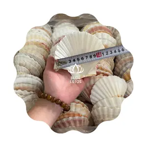 Diseño caliente Cantidad a granel Oyster Scallop Seashell Tamaño 10-12 cm Shell Art limpiado de Blue Lotus Vietnam