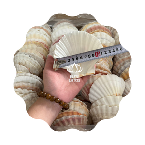 Diseño Novedoso, Venta al por Mayor, Conchas de Ostra y Vieira de 10-12 cm, Talladas con Temática Animal, Limpias, Loto Azul, Binh Thuan - Product Image 1