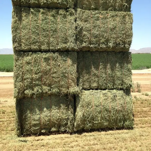 Cheap Top Quality Alfafa <b>Hay</b> for Animal Feeding Stuff Alfalfa <b>hay</b> Timothy <b>hay</b> Discount Price - Product Image 5