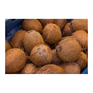 Coque de noix de coco semi-décortiquée biologique pure, fraîche et tendre, approvisionnement OEM du Brésil, qualité A - Product Image 1