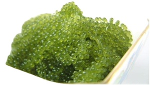 องุ่นทะเลอบแห้งคุณภาพเยี่ยมโฆษณาสาหร่ายจากเวียดนาม // Ms. Beatrix - Product Image 3