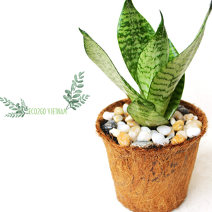 Maceta de Fibra de Coco Natural a Precio Económico/ Maceta de Fibra de Coco para Plantar en el Jardín, Hecha en Eco2go - Product Image 1