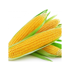 ข้าวโพดสีเหลืองอบแห้งสำหรับอาหารสัตว์300000mt ตลาดสีเหลืองสำหรับอาหารสัตว์ปีก - Product Image 6