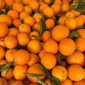 ส้มหวานฉ่ำคุณภาพพรีเมียม จำหน่ายส้มสดออร์แกนิกแบบขายส่ง - Product Image 3