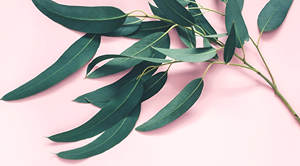 สารสกัดจากใบยูคาลิปตัสป่าออร์แกนิกถุงอาหารเสริมเพื่อสุขภาพได้รับการรับรองฮาลาลจากส้ม - Product Image 2