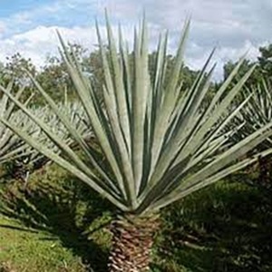 Fibra de sisal natural resistente al calor para hilado ignífugo a precio moderado - Product Image 4