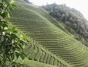 Kaiyange ชาเขียว Anji <span class=keywords><strong>Bai</strong></span> Cha ชาเขียวเพื่อสุขภาพทรงหลวมมีคุณภาพสูง - Product Image 5