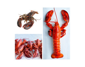 Homards frais/vifs/congelés de qualité supérieure (fruits de mer) en gros, qualité premium, queue lisse, entiers, en vrac - Product Image 4
