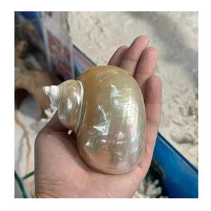 Vietnam Factory 99 Gold Data fournit une coquille de conque en blanc et vert pour les décorations et l'artisanat sur le thème de la mer - Product Image 6