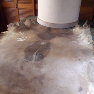 Muestra pieles naturales de animales como parches de tambor, lo más probable es que se hayan hecho de piel de cabra. Esta es una alfombra de piel de vaca natural con pelo. - Product Image 1