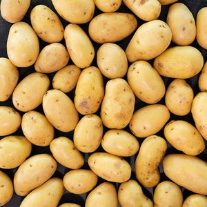 Pommes de terre biologiques fraîches de nouvelle récolte, forme allongée, en gros (Solanum Tuberosum) à vendre - Product Image 6