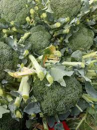 ผงบรอกโคลี | ผงถั่วงอกบรอกโคลีแห้งจากเวียดนาม - Product Image 4