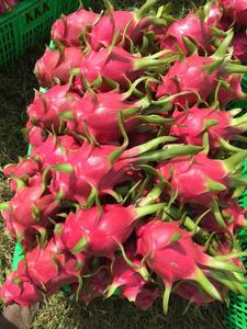 จัดหาที่มีคุณภาพสูงแช่แข็งแห้งวิธีแช่แข็งมังกรผลไม้ Ms โซฟี - Product Image 5