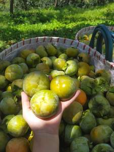 ลูกพลับแห้งแช่แข็งขายส่ง | อุปทานจำนวนมากสำหรับซูเปอร์มาร์เก็ตและการจัดเลี้ยง - Product Image 6