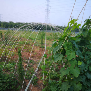 Varilla Ligera <span class=keywords><strong>de</strong></span> FRP Pultruido, Estaca Sólida <span class=keywords><strong>de</strong></span> Fibra <span class=keywords><strong>de</strong></span> Vidrio para Soporte <span class=keywords><strong>de</strong></span> Plantas <span class=keywords><strong>de</strong></span> Jardín - Product Image 6