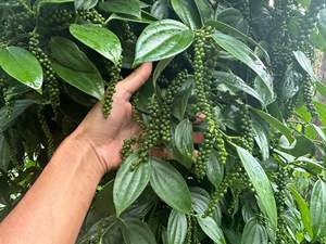 พริกไทยเขียวเวียดนามสด คุณภาพสูง เหมาะสำหรับผู้ซื้อรายใหญ่ - Product Image 5