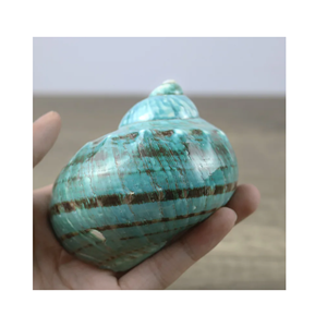 เปลี่ยนพื้นที่ของคุณด้วยความงามตามธรรมชาติของเปลือกหอยเทอร์โบเบอร์เวกัสคุณภาพสูงจากเวียดนาม - Product Image 1