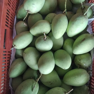 Mango de secado suave natural de Vietnam que suministra bocadillos masticables dulces para compradores internacionales - Product Image 1