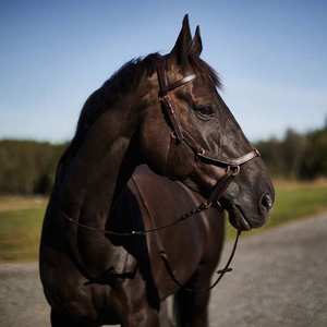 Brida de caballo de cuero genuino Fabricante Brida de caballo de cuero genuino colorido de lujo en India - Product Image 1