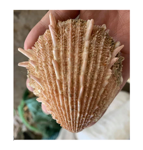 เปลือกหอยหัตถกรรม-เปลือกหอยจากธรรมชาติที่ไม่เหมือนใครจากเวียดนาม-ทำความสะอาดเปลือกหอยสำหรับงานฝีมือ - Product Image 6