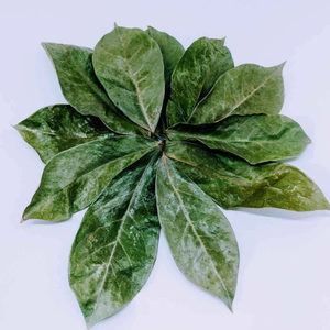 Los mejores productos agrícolas de Vietnam Hojas de Guanábana recién secas de forma natural y a un precio económico - Product Image 5