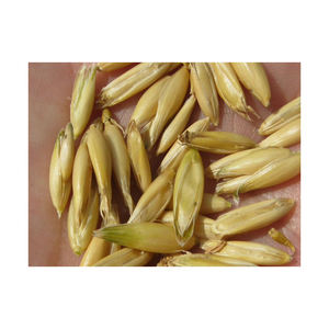 Granos de avena de alta calidad 100% puros al por mayor - Product Image 6