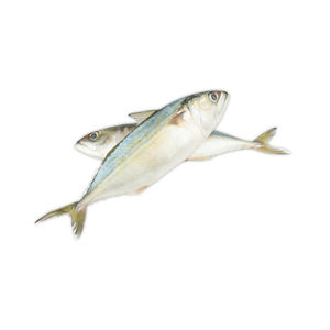 Poisson de maquereau frais congelé buisson meilleur congélateur commercial marche dans une glacière - Product Image 3