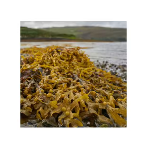 SARGASSUM SECO AL POR MAYOR ALGAS MARINAS BUENAS/Sra. Lima - Product Image 1
