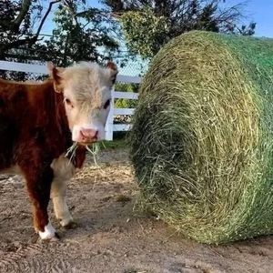 หญ้าแห้งอัลฟัลฟาสำหรับเลี้ยงปศุสัตว์และหมู - Product Image 2