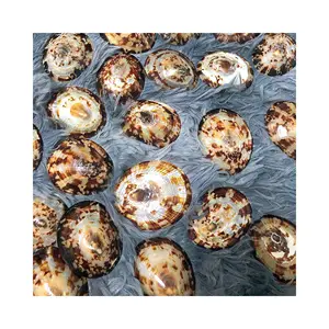 Limpet Seashells-Concha de playa genuina para Artes y manualidades-Concha de lactancia (Elysia WA: + 84789310321) - Product Image 1