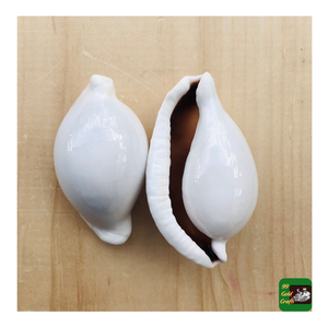 Coquillages de cauris blancs de grande taille en gros, naturels et polis, 6-8 cm, pour la décoration artisanale et l'artisanat - Product Image 6