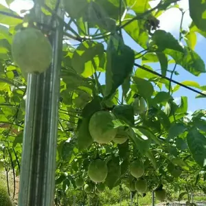 2024 di vigneto in metallo zincato a caldo di spessore 54x30mm per traliccio d'uva