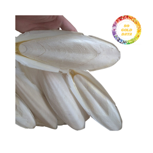 Cuttlebone a granel de Vietnam de alta calidad y súper barato para venta al por mayor - Product Image 4