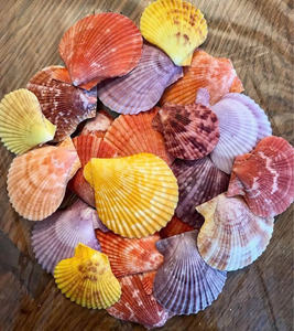 Coquille de coquillage naturelle de haute qualité pour la décoration côtière, l'artisanat, la fabrication de bijoux et la création de designs - Product Image 6