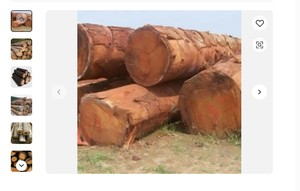 Thiên Nga Gỗ Vòng Các Bản Ghi Đa dạng Các Loại Gỗ Cứng-Gỗ Tếch Vân sam Thông Anh Đào Bạch Dương Óc Chó Sồi Đỏ Tro Gỗ Sồi Cho Đồ Nội Thất - Product Image 4