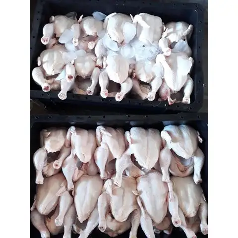 Chất lượng hàng đầu Halal đông lạnh toàn bộ gà để bán