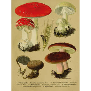 Impression artistique vintage éducative de champignons Fly Agaric pour décoration murale - Product Image 3