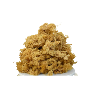 GOLD COTTONII MOSS/ IRISH SEA MOSS CON ALTA CALIDAD CANTIDAD A GRANEL EN STOCK DISPONIBLE AL MEJOR PRECIO EN EL MERCADO - Product Image 2