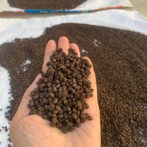 ผลิตภัณฑ์ยอดนิยม | เมล็ดมะละกอแห้งจากเวียดนาม | แหล่งเอนไซม์มะละกอธรรมชาติ - Product Image 6