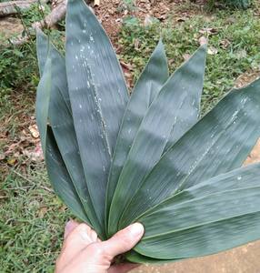 DISPONIBLE MAINTENANT! FEUILLES DE BAMBOU NATUREL: CHOIX PARFAIT POUR L'EMBALLAGE ET LA DÉCORATION! -LOTUS VIETNAM BLEU - Product Image 3