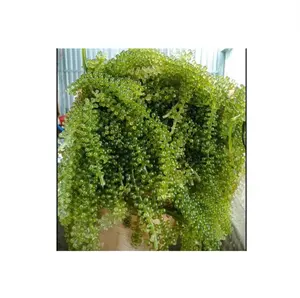 Горячий бренд морского винограда-Caulerpa lentillifera-водоросли высокого качества из Вьетнама