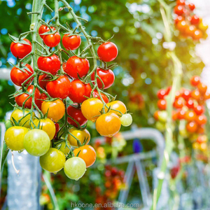 Serre en film plastique à travée unique pour la culture de tomates en Espagne – Système de serre agricole commercial - Product Image 4