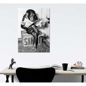 Chimpancé sobre lienzo con base de soporte, impreso digitalmente, leyendo un periódico - Product Image 1